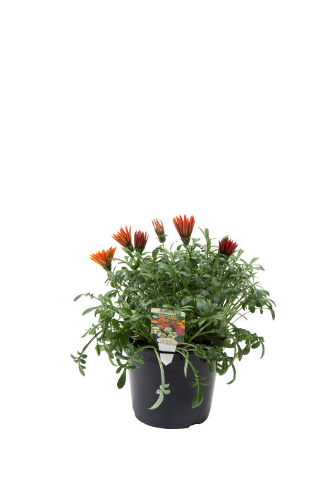Sommarblommor